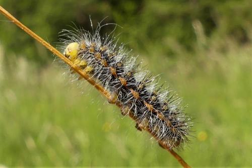 Réf. 256 997 : Saturnia sp.